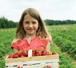 berry picking